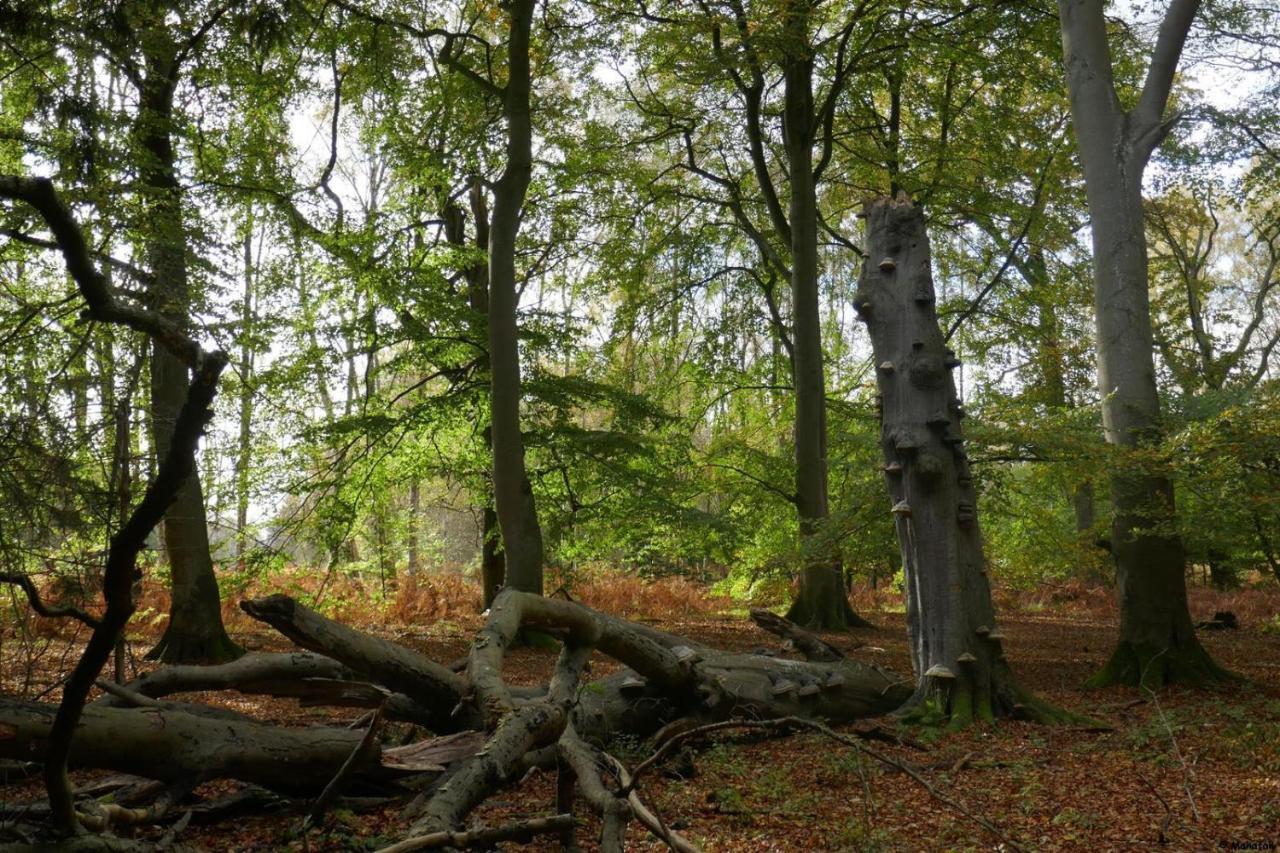 "Balmgarten" Im Naturpark Usedom, Bio Solarhaus Mit Grossem Garten Kültér fotó